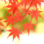 紅葉の画像